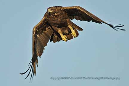 Golden Eagle taking off - Hwy 58, CA
