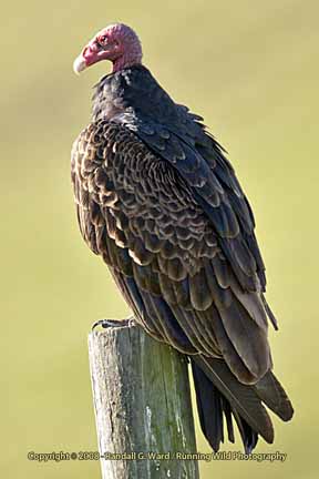 Turkey Vulture on fence post - Cambria, CA