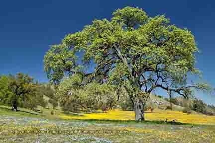 Oak tree with yellow flowers - Shell Creek Road, Hwy 58, CA