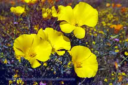 Yellow poppies - Lancaster, CA