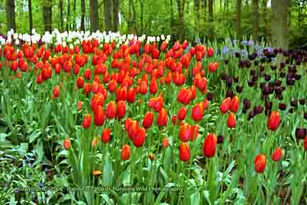 Tulips, red and purple - Keukenhof, Lisse, Netherlands