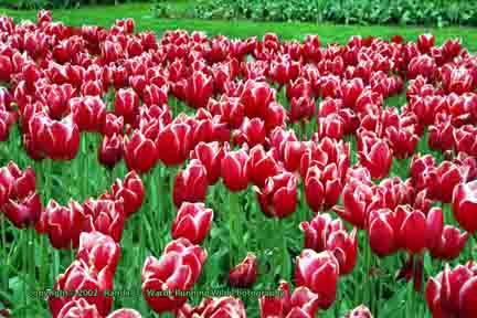 Red and white-tipped tulips - Keukenhof, Lisse, Netherlands