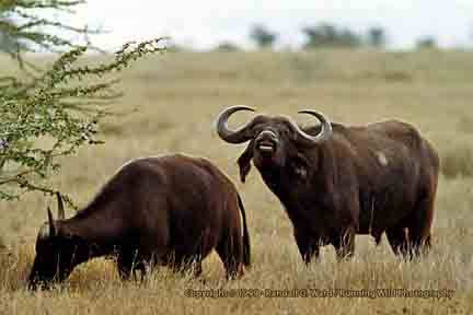 Cape Buffalo protecting mate - Lewa Downs, Kenya