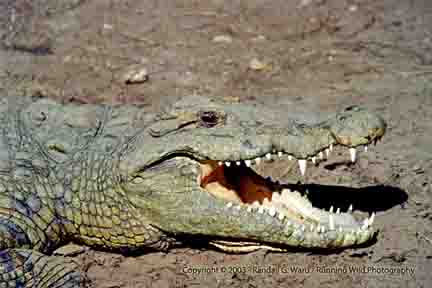 Nile Crocodile cooling off on river bank - Samburu River, Kenya
