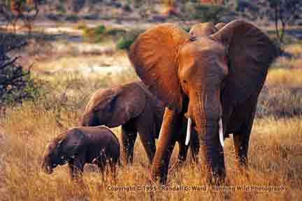 Elephant Family sunset - Shaba, Kenya