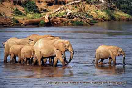 Elephant herd crossing river - Samburu, Kenya