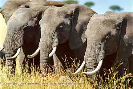 Elephants strolling by van - Masai Mara, Kenya