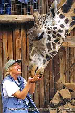 Monica feeding Rothschild Giraffe - Langata, Kenya