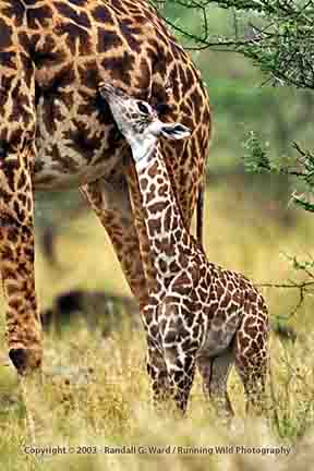 Masai Giraffe baby with mom - Serengeti, Tanzania