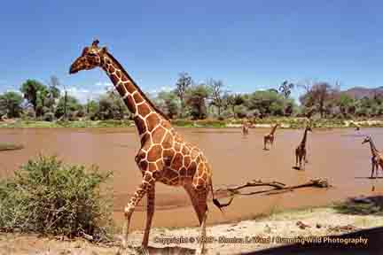 Reticulated giraffes crossing Samburu river - Samburu, Kenya