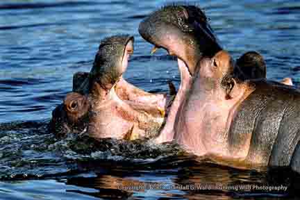 Hippo and baby playing in water hole - Finch Hatton's Lodge, Tsavo, Kenya