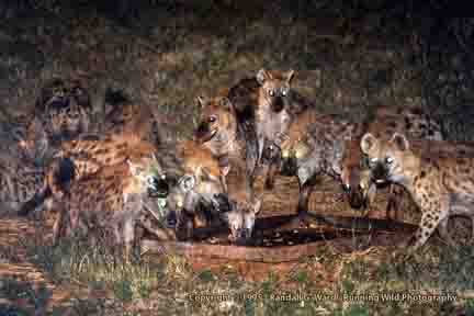 Spotted Hyenas eating leftovers - Sopa Lodge, Ngorongoro Crater, Tanzania