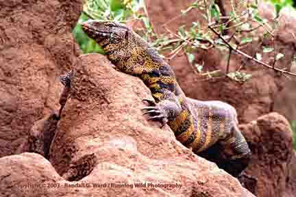 7 foot Nile Monitor Lizard on giant termite mound - Lake Manyara, Tanzania
