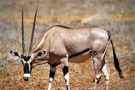 Oryx grazing - Samburu, Kenya