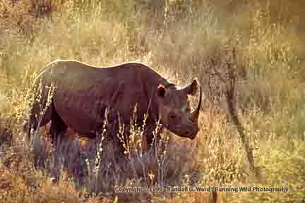 Black Rhino on side of hill - Lewa Downs, Kenya