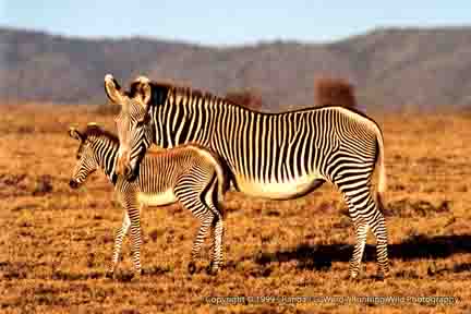 Grevy Zebra with baby - Lewa Downs, Kenya