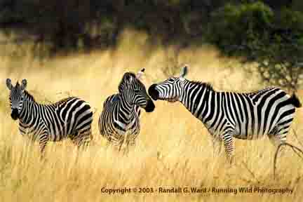 Zebras whispering about tourists - Tzavo, Kenya