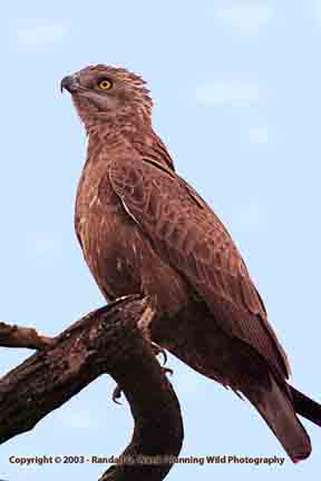 Brown Snake Eagle - Lake Manyara, Tanzania