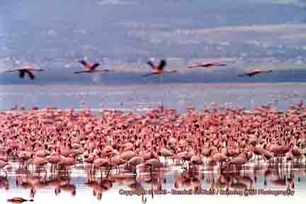 Flamingoes - Lake Nakuru, Kenya