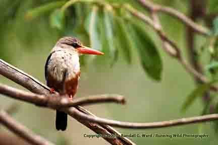 Gray-headed kingfisher - Lake Manyara, Tanzania