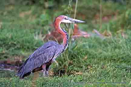 Goliath heron, Lake Manyara, Tanzania