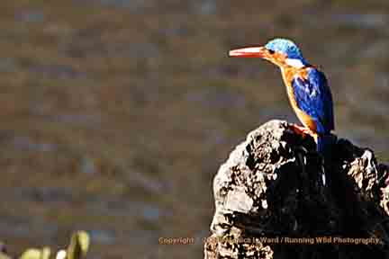 Malachite kingfisher - Tzavo, Kenya