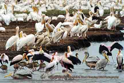 Pelicans and cranes - Lake Manyara, Tanzania