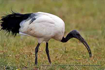 Sacred ibis - Ngorongoro Crater, Tanzania
