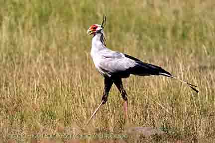 Secretary Bird - Amboseli, Kenya