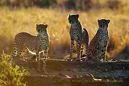 Cheetah x3 backlit - Lewa Downs, Kenya