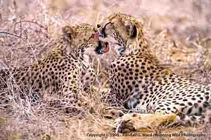 Cheetahs - Samburu, Kenya