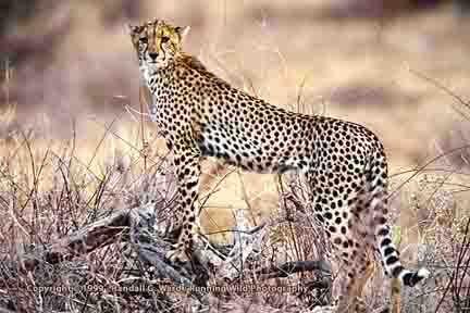 Cheetah on log - Samburu, Kenya