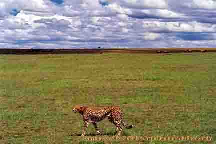 Cheetah - Masai Mara, Kenya