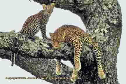 Leopard and cub in tree - Serengeti, Tanzania