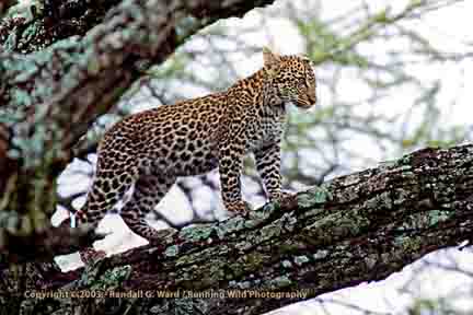 Leopard cub - Serengeti, Tanzania