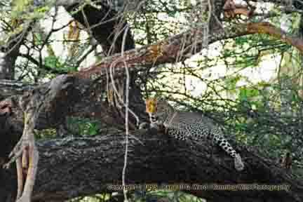 Leopard - Samburu, Kenya
