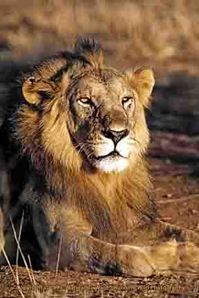 Male lion - Samburu, Kenya