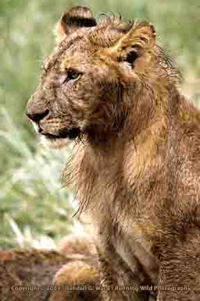 Young male lion - Tarangire, Tanzania