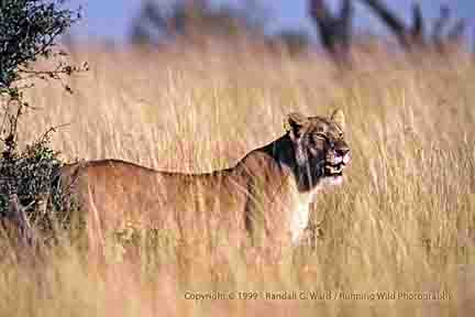 Lioness in tall grass - Masai Mara, Kenya