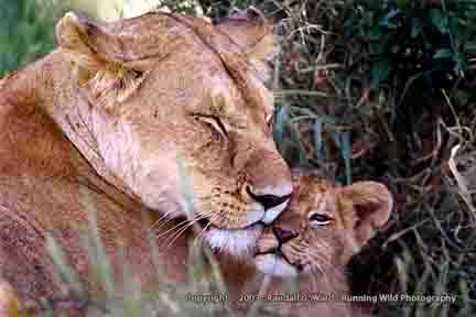 Lioness and cub - Masai Mara, Kenya