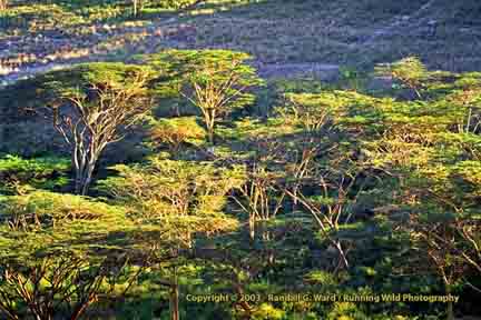 Acacia trees from lookout - Nairobi National Park, Kenya