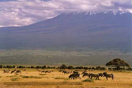 Zebras in front of Mt. Kilimanjaro, Amboseli National Park, Kenya