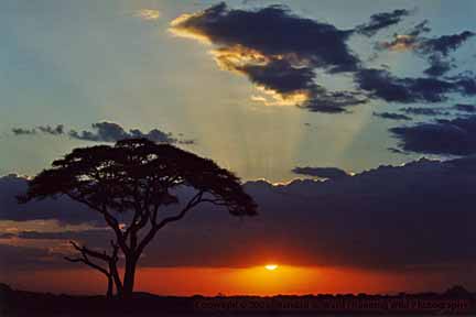 Sunset behind acacia tree - Amboseli National Park, Kenya