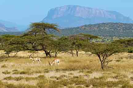 Grant's gazelles in front of Shaba Koitigor Hill, Buffalo Springs National Reserve, Kenya