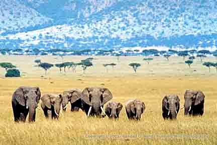 Eight elephants walking toward vehicle on plains - Masai Mara National Reserve, Kenya