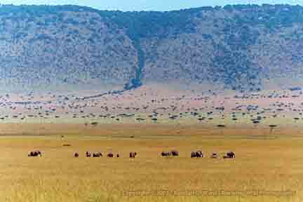 Elephant herd below Oloololo escarpment - Masai Mara, Kenya