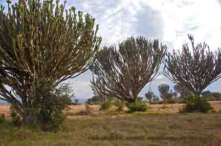 Euphorbia trees outside Mbweha Tented Camp, Lake Nakuru, Kenya