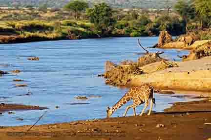 Reticulated giraffe and elephant drinking from Ewaso Nyiro River, Samburu National Reserve, Kenya