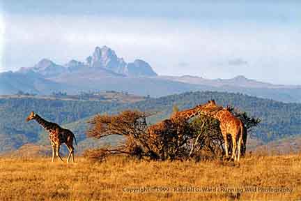 Reticulated giraffes in front of Mt. Kenya, Lewa Wildlife Conservancy, Kenya