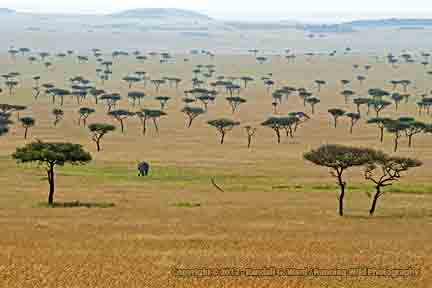 View of elephant in umbrella acacia trees from Oloololo escarpment. - Masai Mara, Kenya